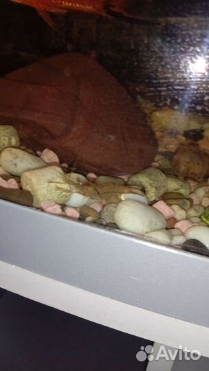 Креветки вишня