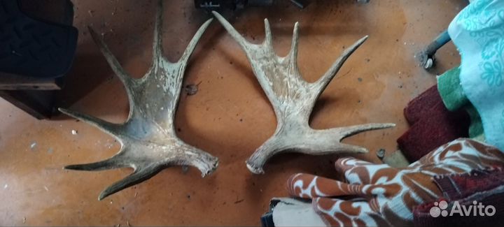 Оленьи рога