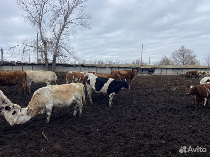 Телки и бычок