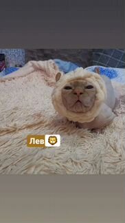 Двэльф вязка(можно за котёнка) с документами и без