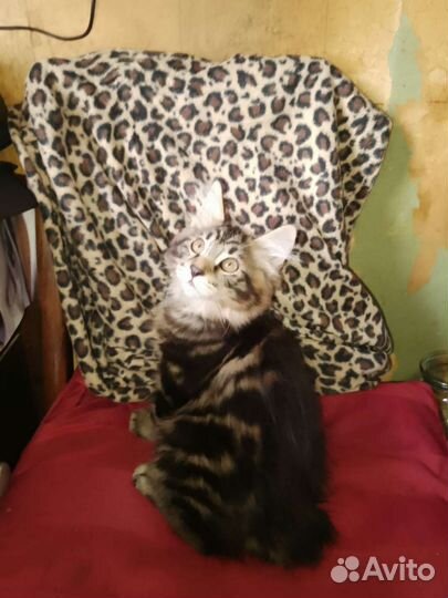 Котята дикого окраса. Курильские бобтейлы