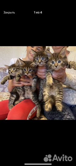 Настоящие сибиряки