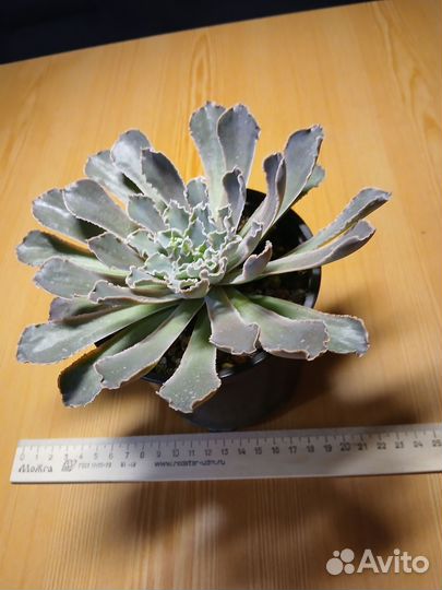 Суккуленты