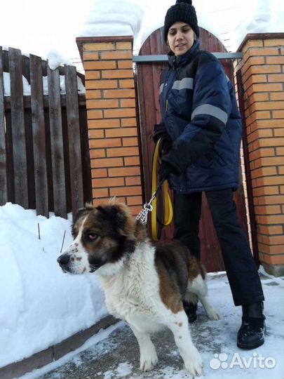 Собака в добрые руки Алабай
