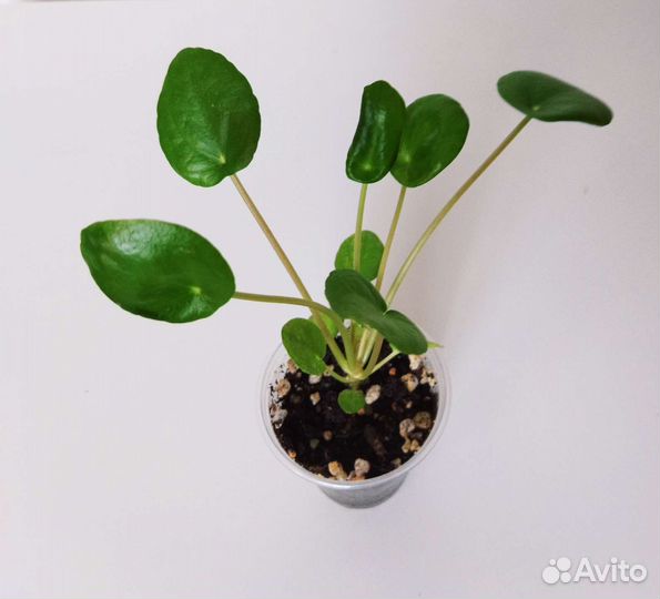 Алоказия Аглаонема Пилея Спатифиллум Диффенбахия