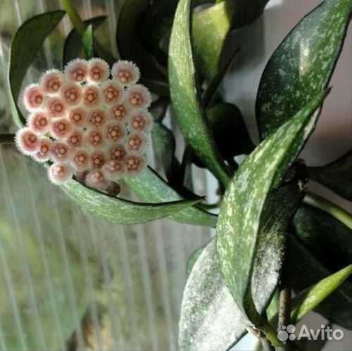 Хойя Парвифлора