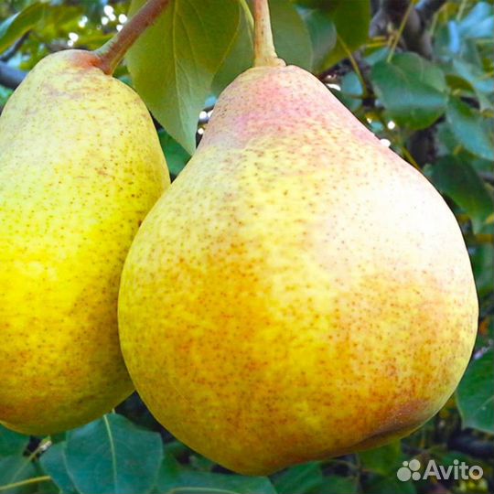 Саженцы груши Бере Боско