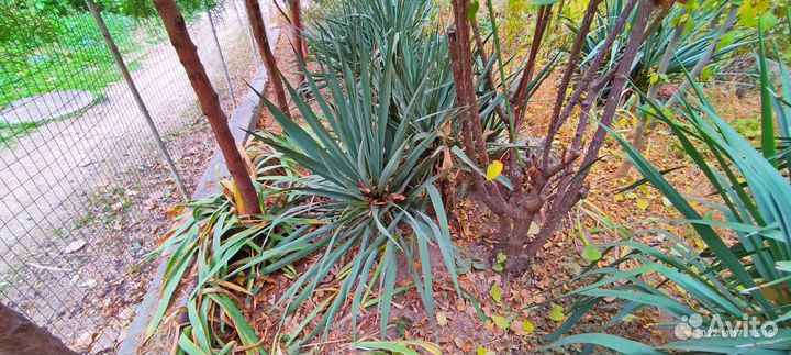 Юкка нитчатая