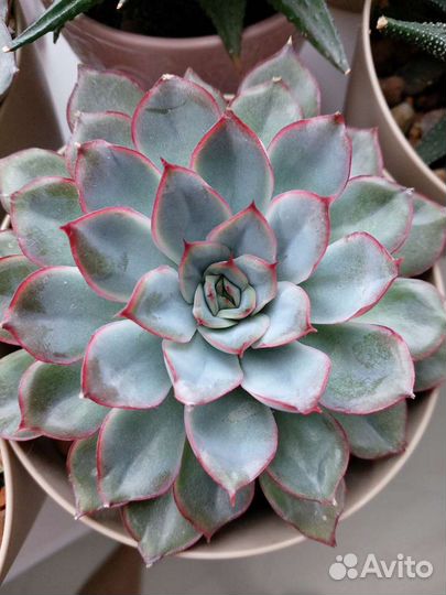 Эхеверия пулидонис