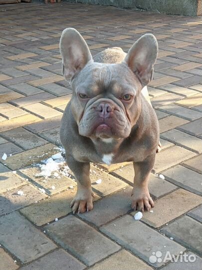 Французский бульдог изабелла