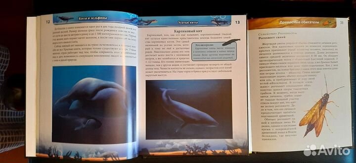 Энциклопедия для детей