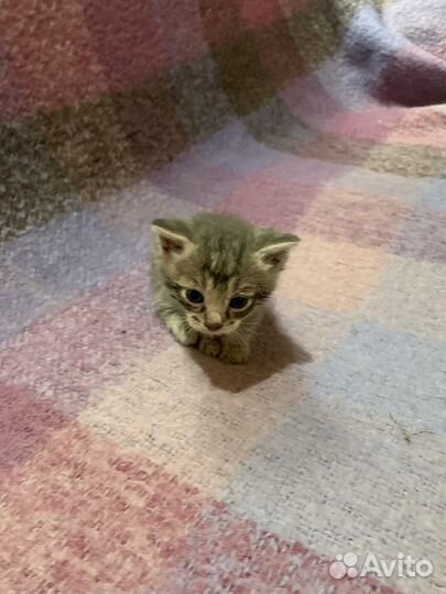 Кошка в дар бесплатно