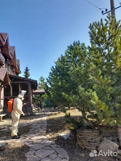 Уничтожение клопов тараканов клещей борщевика