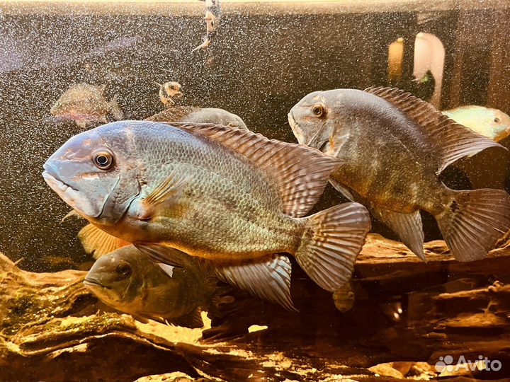 Цихлида, Пситакус (Hoplarchus psittacus)