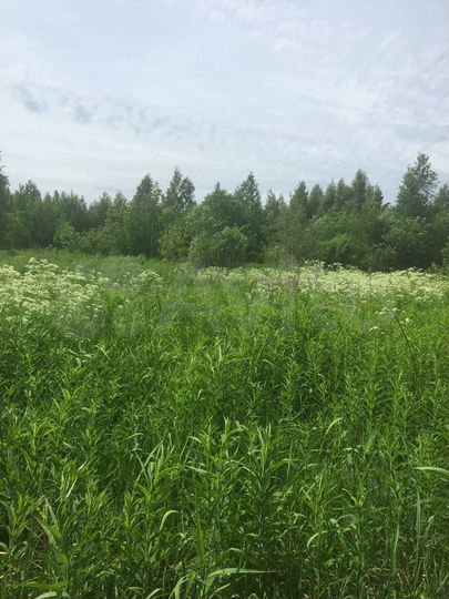 Участок 6,5 га (СНТ, ДНП)
