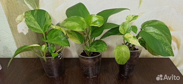 Эпипремнум марбл квин и плющ Хедера 'Еллоу Риппл'