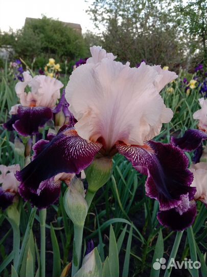 Ирисы разные