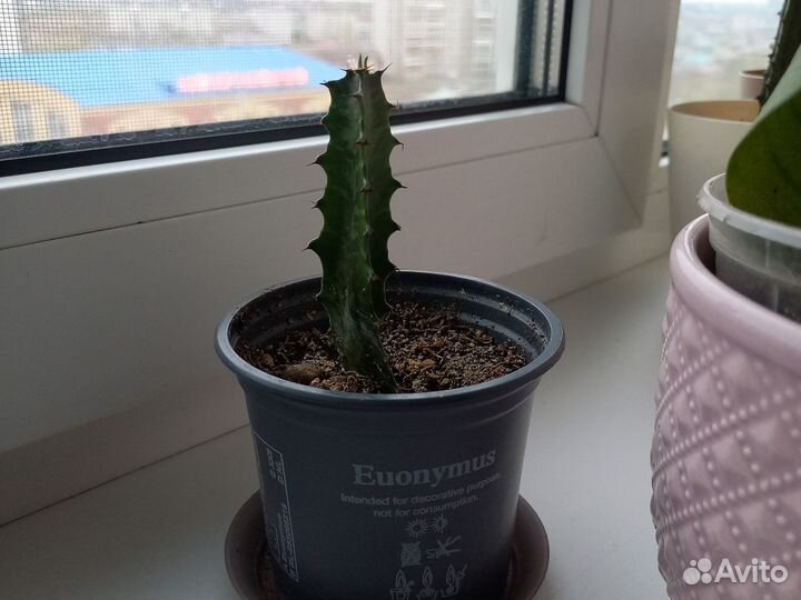 Молочай трехгранный