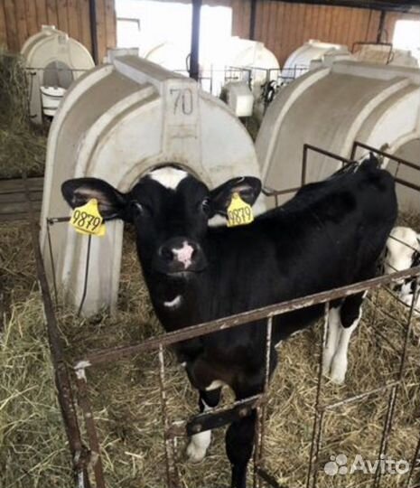 Быки бычки телята