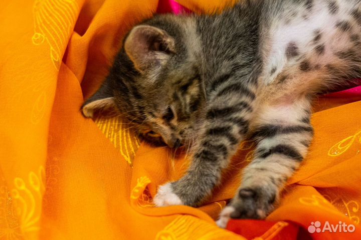 Отдаём котят 1,5 месяца