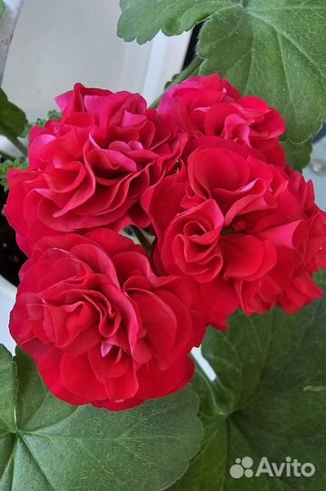 Пеларгония та Амазонка