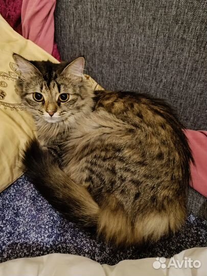 Кошка очаровашка