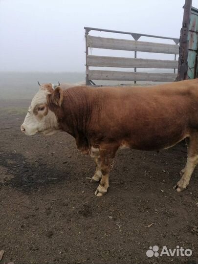 Быки на племя