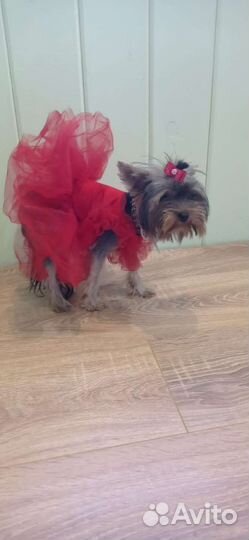 Йорочка mini девочка