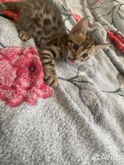 Бенгальские котята