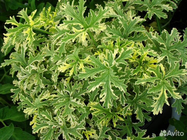 Пеларгония душистая (герань душистая)