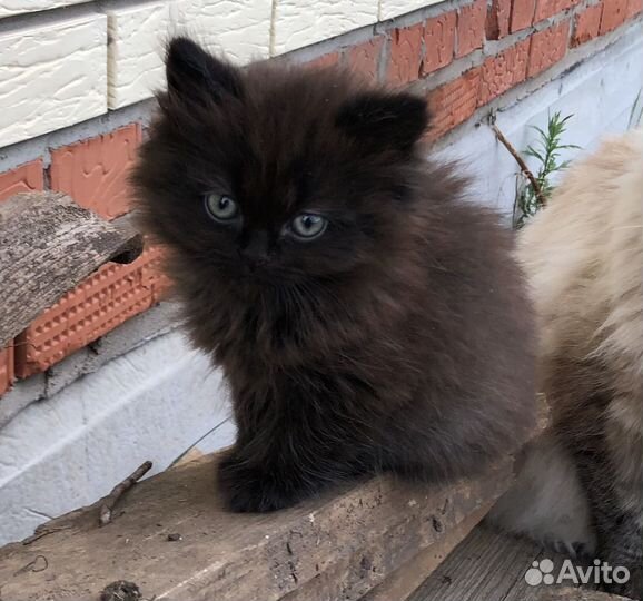 Сибирская черная
