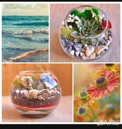 Морские ракушки морские камушки раковины