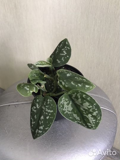 Эпипремнум сциндапсус расписной