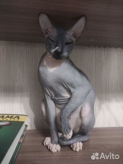 Котята Донского Сфинкса