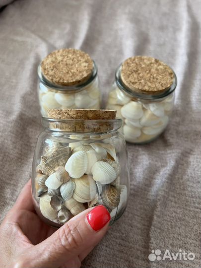 Морские ракушки