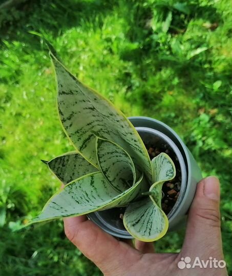 Сансевиерии ханни сортовые