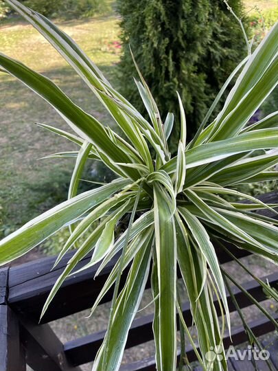 Вербейник монетчатый ампельный и хлорофитум