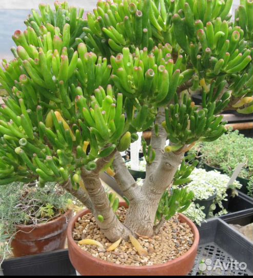 Продам детей крассула денежное дерево суккуленты
