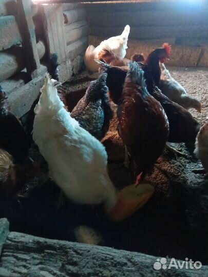 Молодые петухи