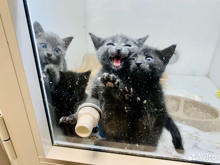 Серые голубоглазые и черные пантеры