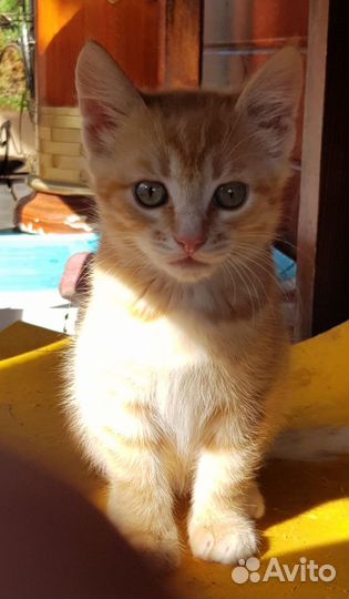 Кошки в добрые руки