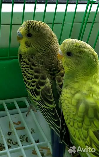 Птенцы волнистых попугайчиков