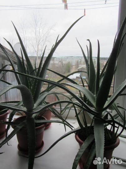 Алоэ-вера взрослое