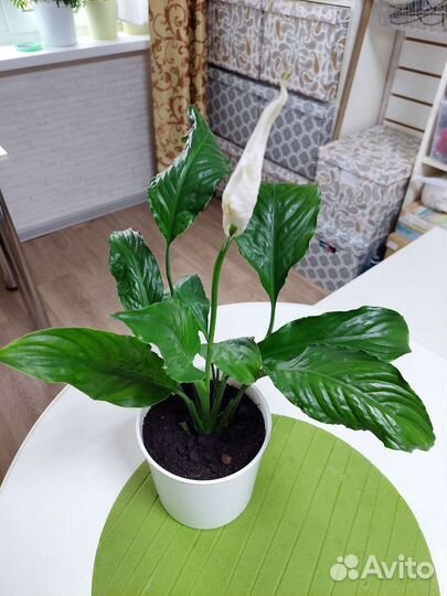 Спатифиллум