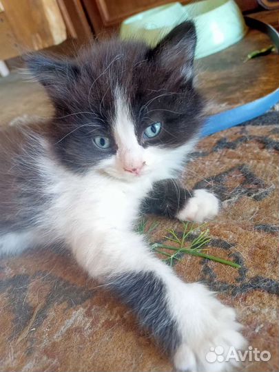 Котята отдам в добрые руки бесплатно