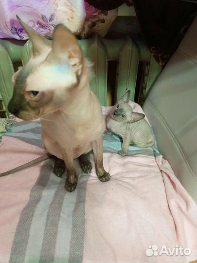 Канадский сфинкс