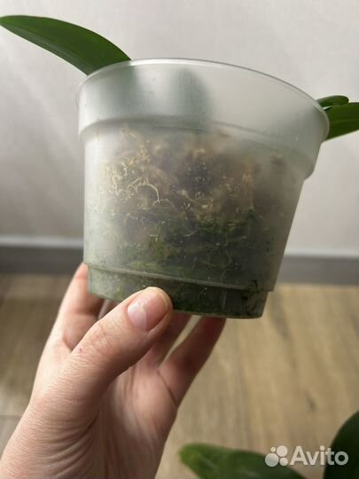 Орхидеи фаленопсисы