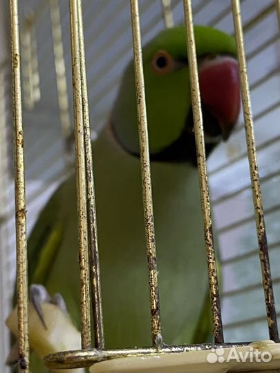 Ожереловый попугай