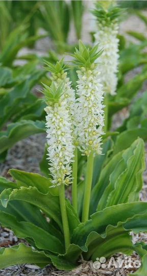 Эукомис белый клубни