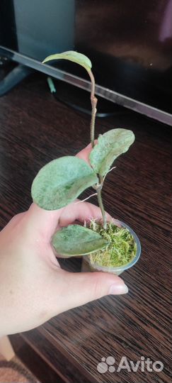 Хойя грей хост